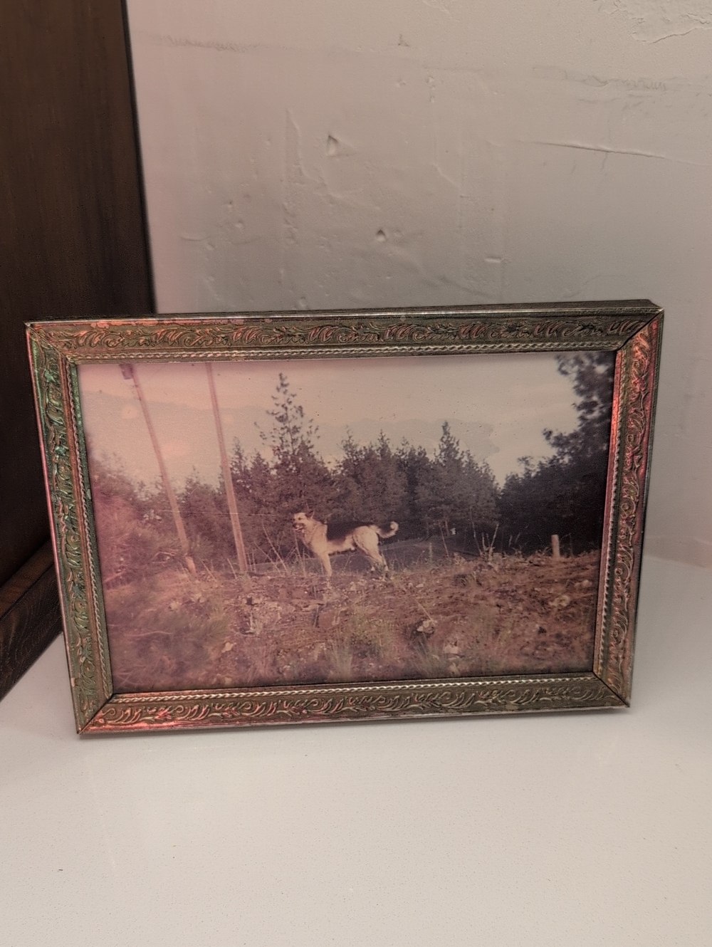 Vintage Ornate Gold Metal Frame 5x7 With Found German Shepherd Photo